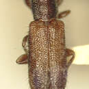 Image of Emeopedus (Variegatemeopedus) variegatus Fisher 1927
