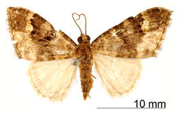 Image of Hammaptera vilaria Warren 1908