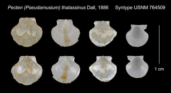 صورة Cyclopecten thalassinus (Dall 1886)