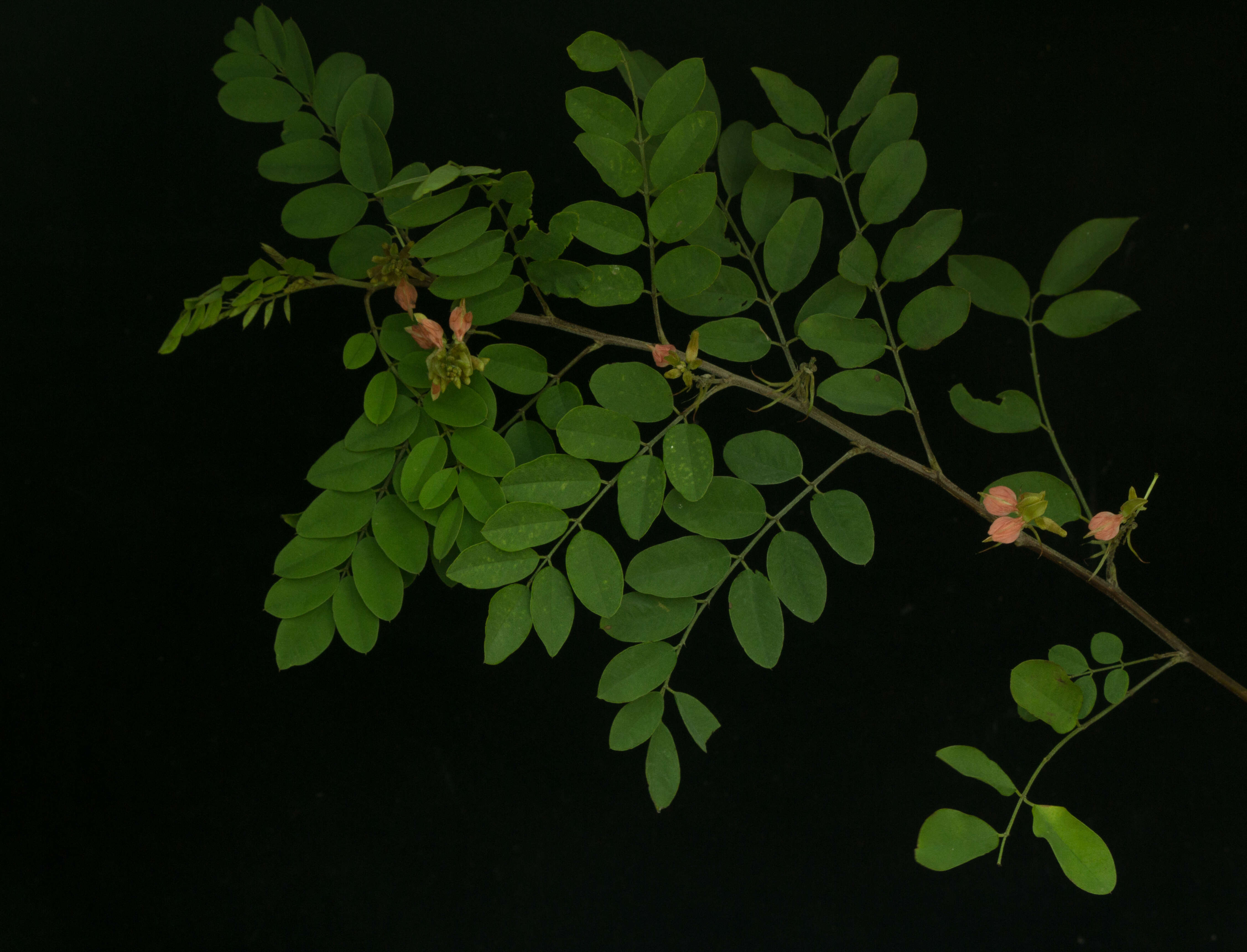 Indigofera lancifolia Rydb.的圖片