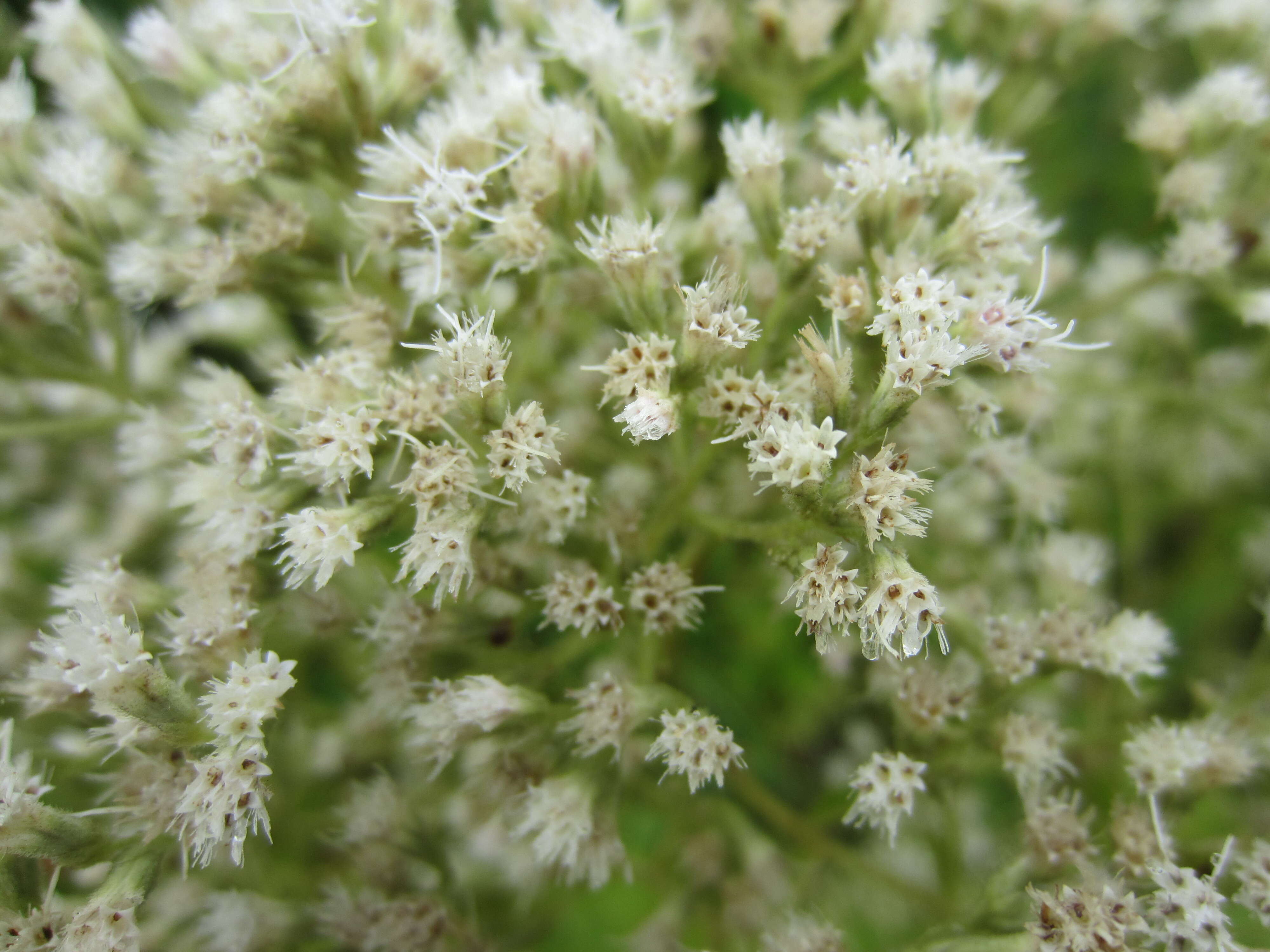 Image of roundleaf thoroughwort