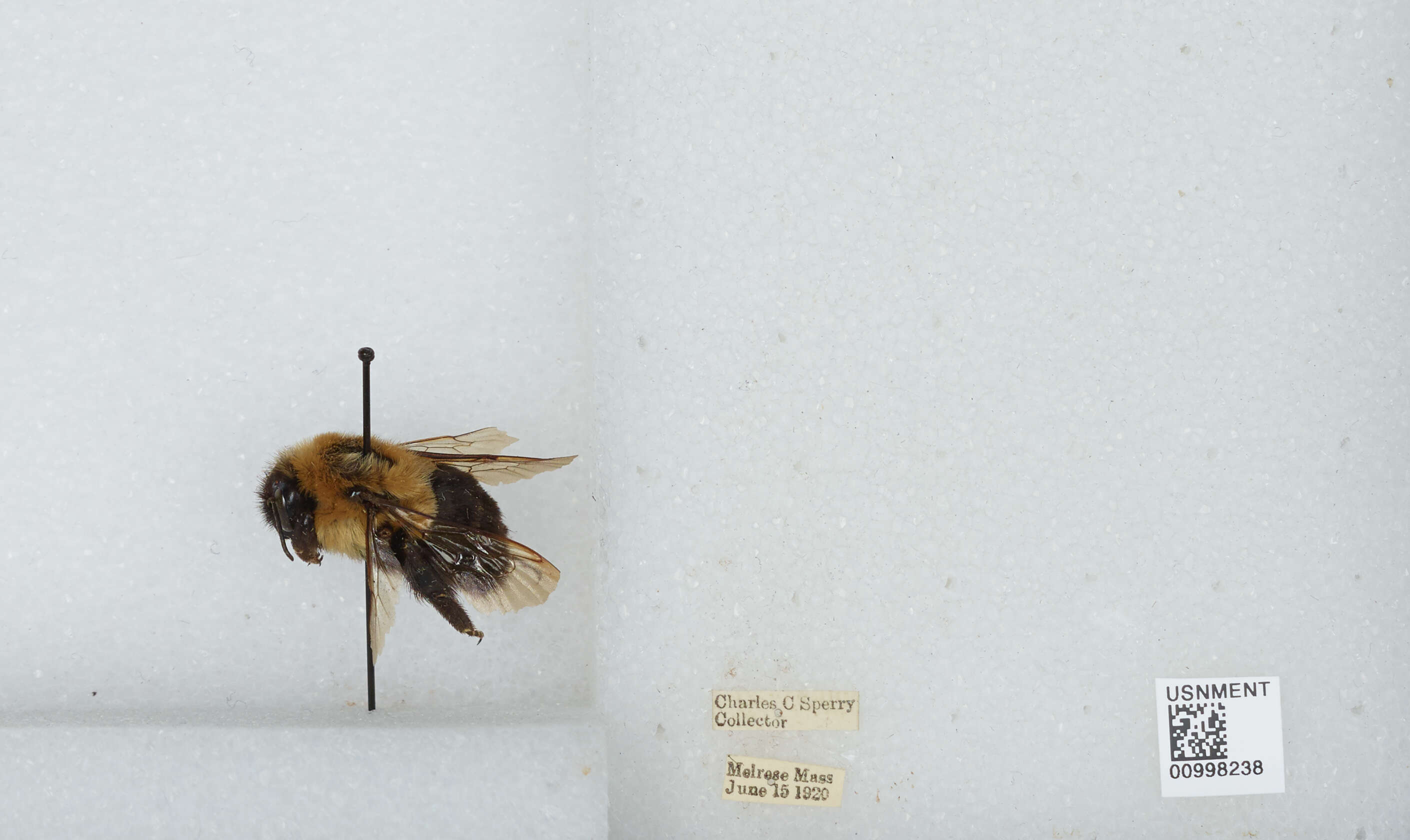 Image of Common Eastern Bumblebee