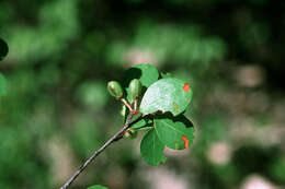 Image of Erythroxylum rotundifolium Lunan