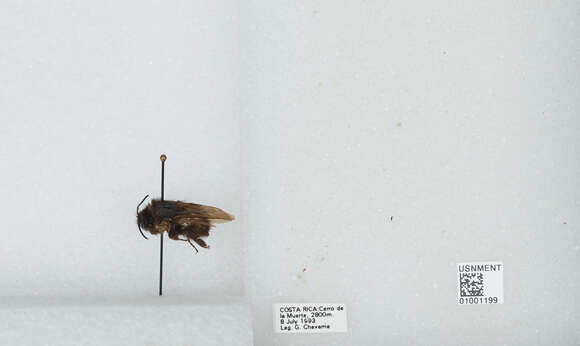 Image of Bombus ephippiatus Say 1837