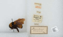 Слика од Bombus sonorus Say 1837