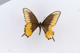 Image of Papilio Linnaeus 1758