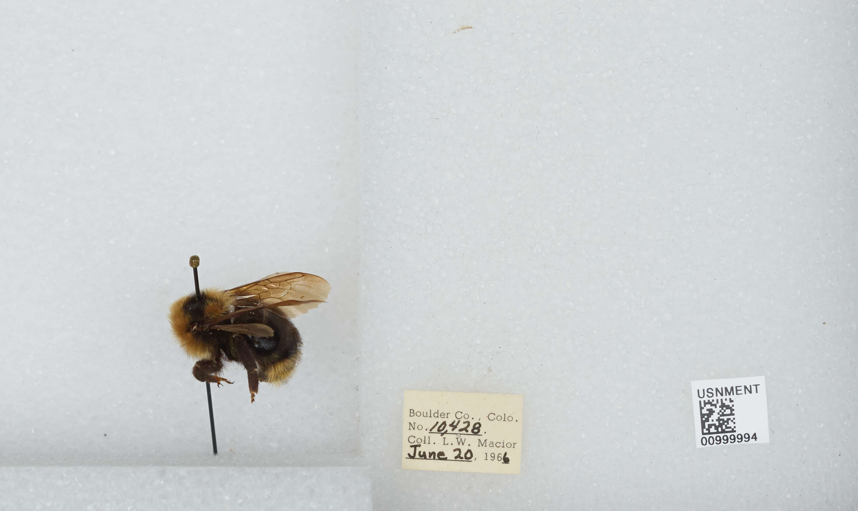 Image de Bombus insularis (Smith 1861)