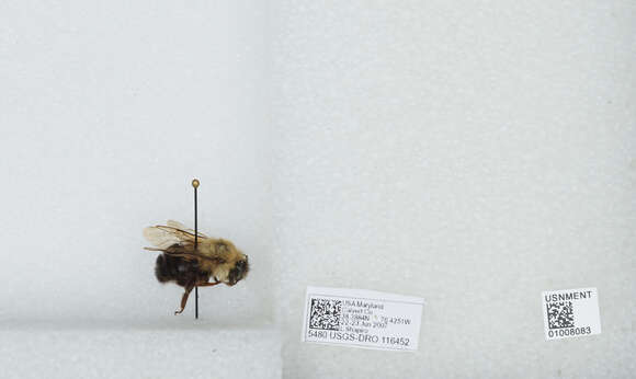 صورة Bombus bimaculatus Cresson 1864