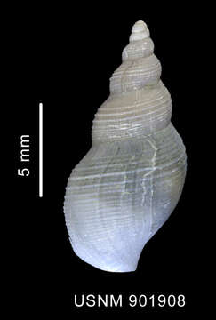 Image of Turridae