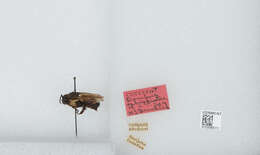 Image of Bombus ephippiatus Say 1837