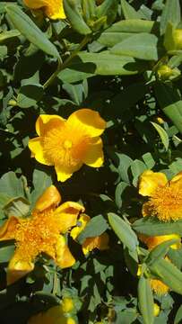 Image de Hypericum frondosum Michx.