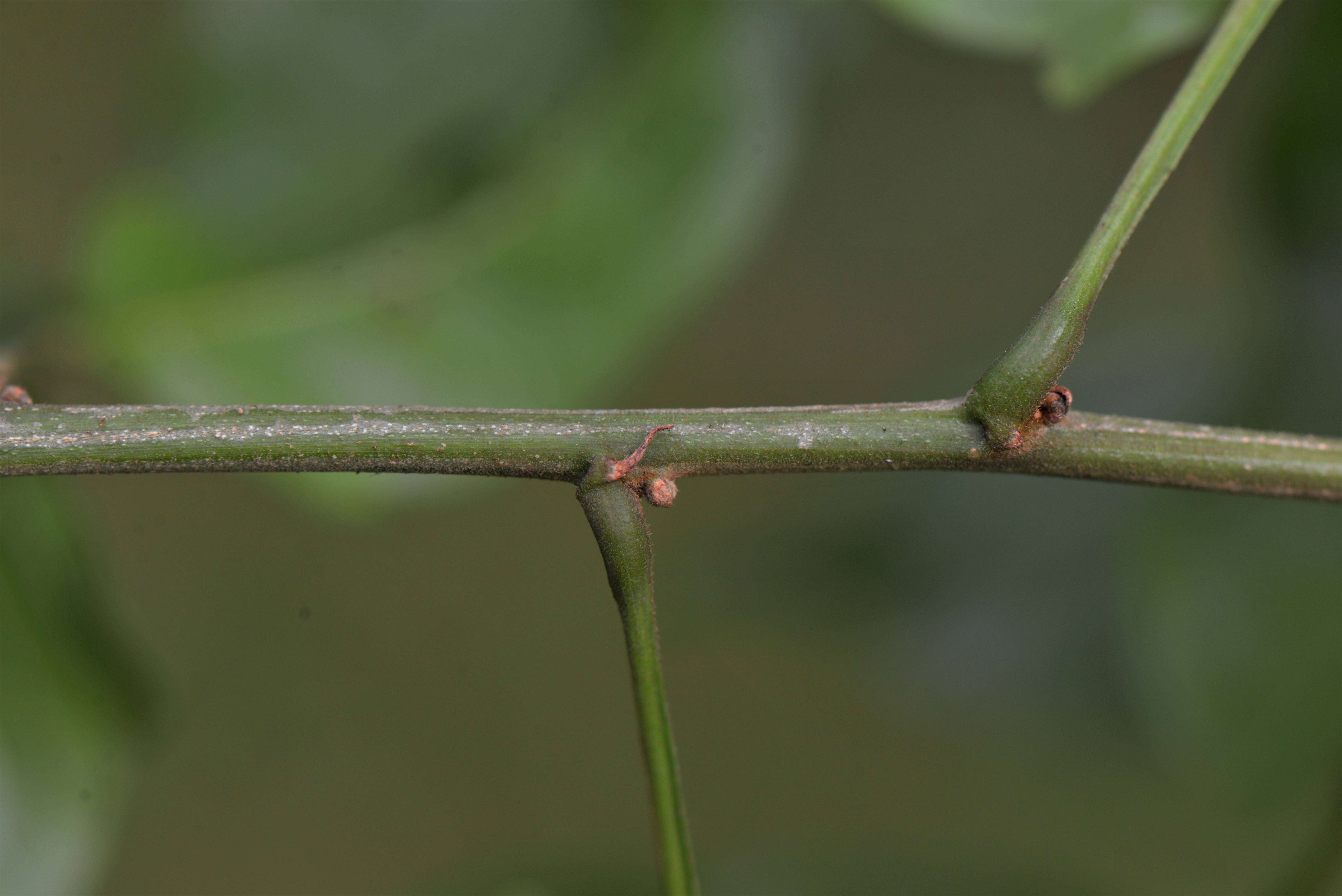 Image of Paullinia bilobulata Radlk.