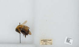 Слика од Bombus perplexus Cresson 1864