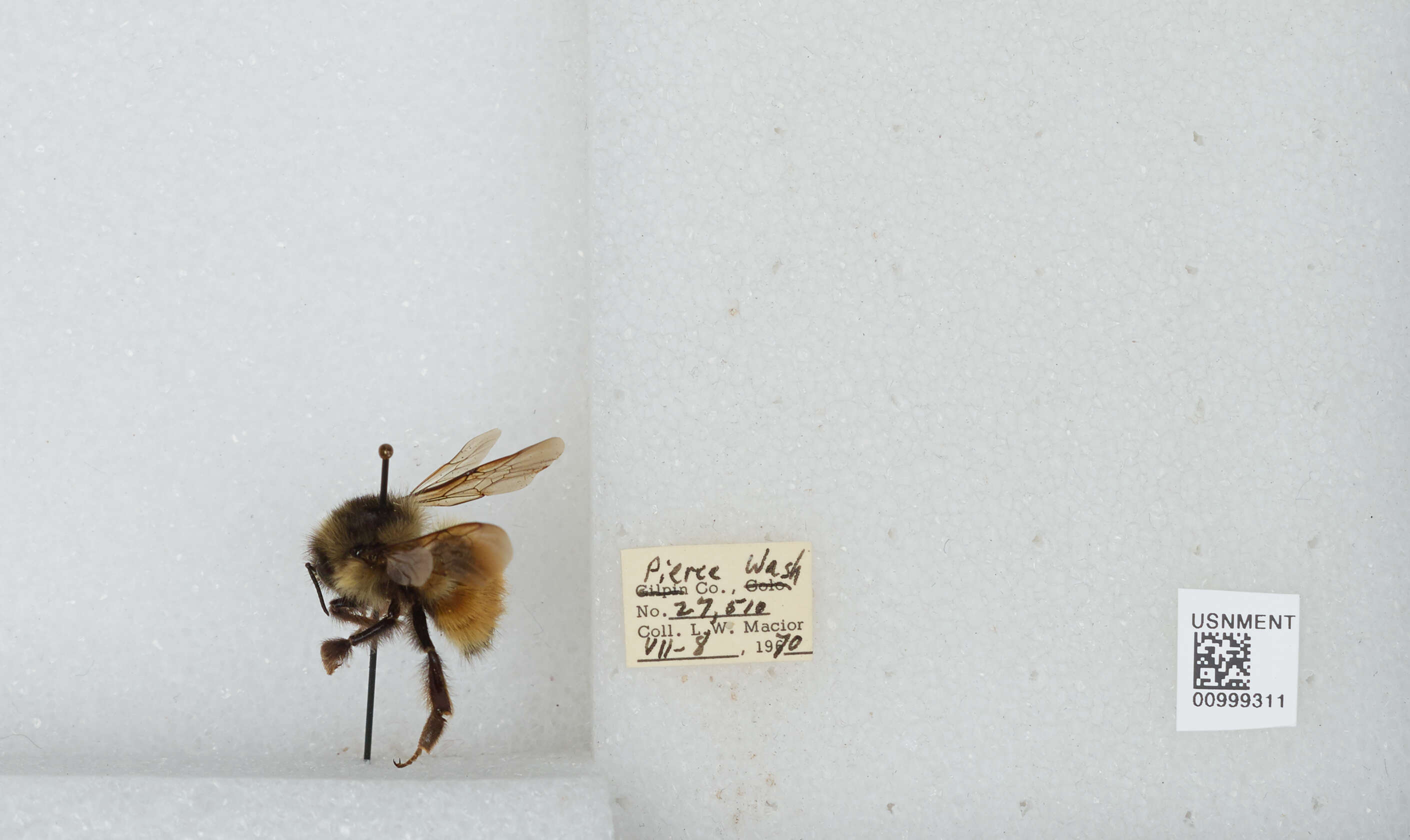 Image of Black Tail Bumble Bee