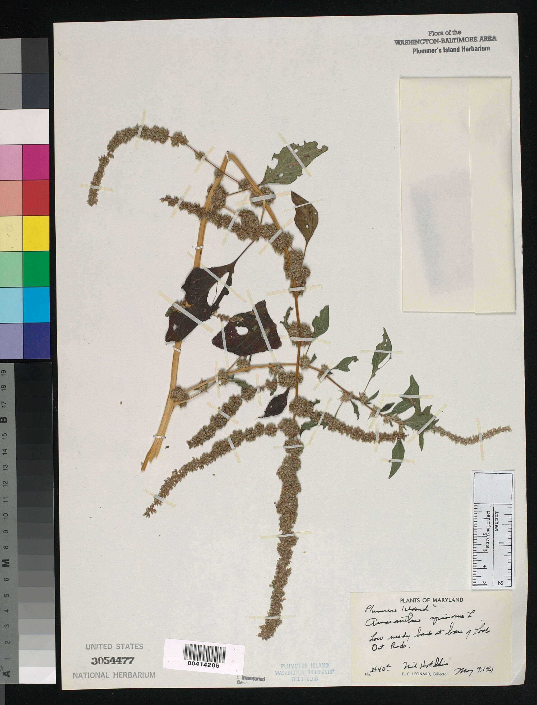 Image of Thorny pigweed