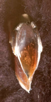 Image of Atlantic bird squid