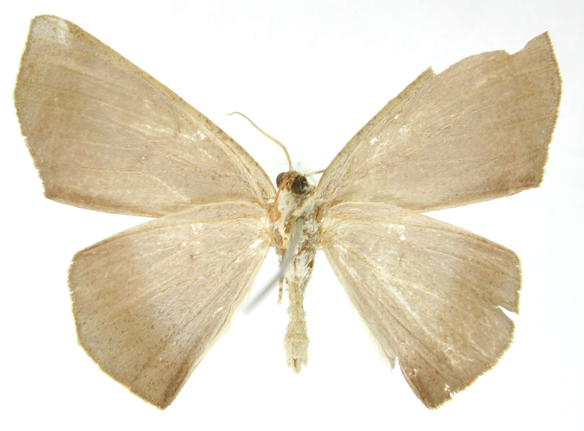 Image of Polla albipuncta Warren 1906