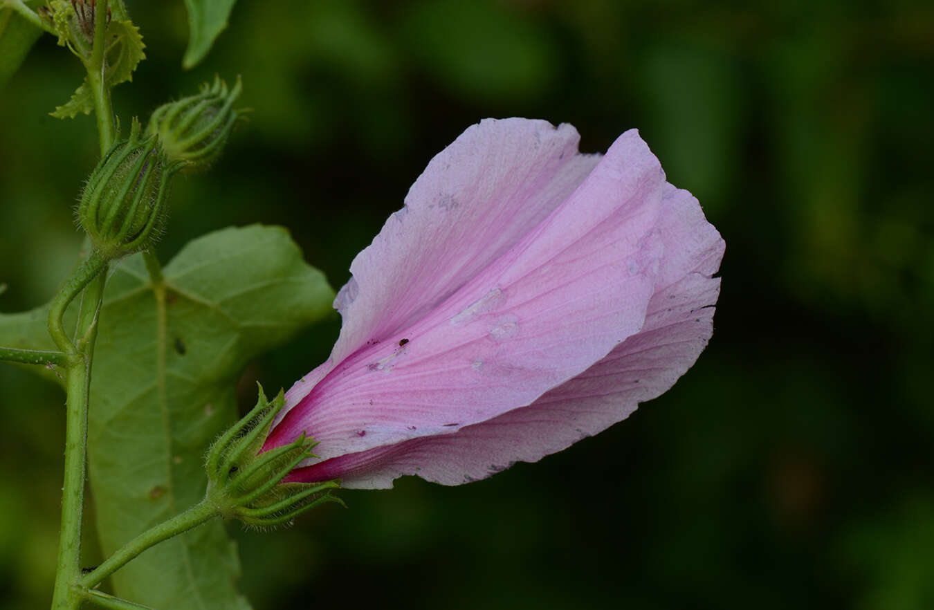 Image of Fork-Leaf Rose-Mallow