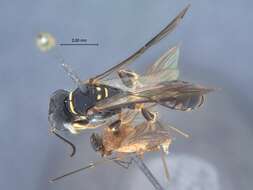 Image of Crossocerus flavopictus kansitakuanus Tsuneki 1971