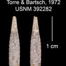 Image of Nesocoptis pruinosa bibijaguasensis C. Torre & Bartsch 1972