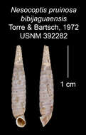 Image of Nesocoptis pruinosa bibijaguasensis C. Torre & Bartsch 1972