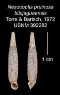 Imagem de Nesocoptis pruinosa bibijaguasensis C. Torre & Bartsch 1972