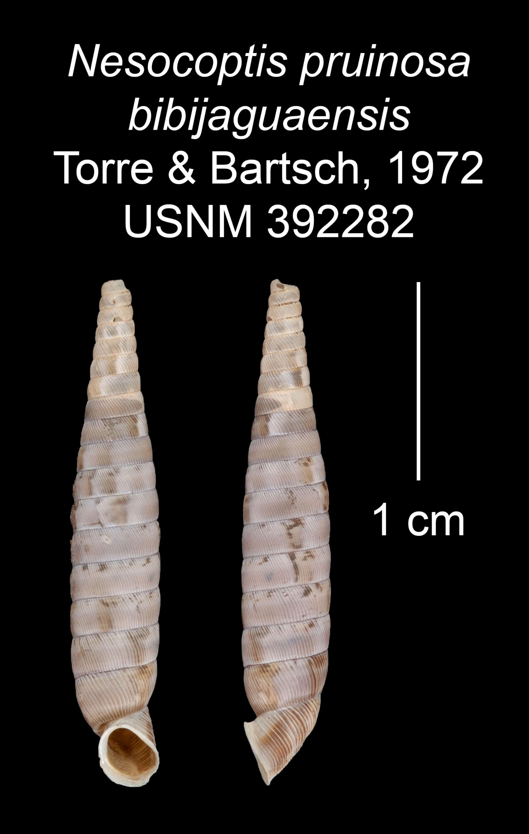 Imagem de Nesocoptis pruinosa bibijaguasensis C. Torre & Bartsch 1972