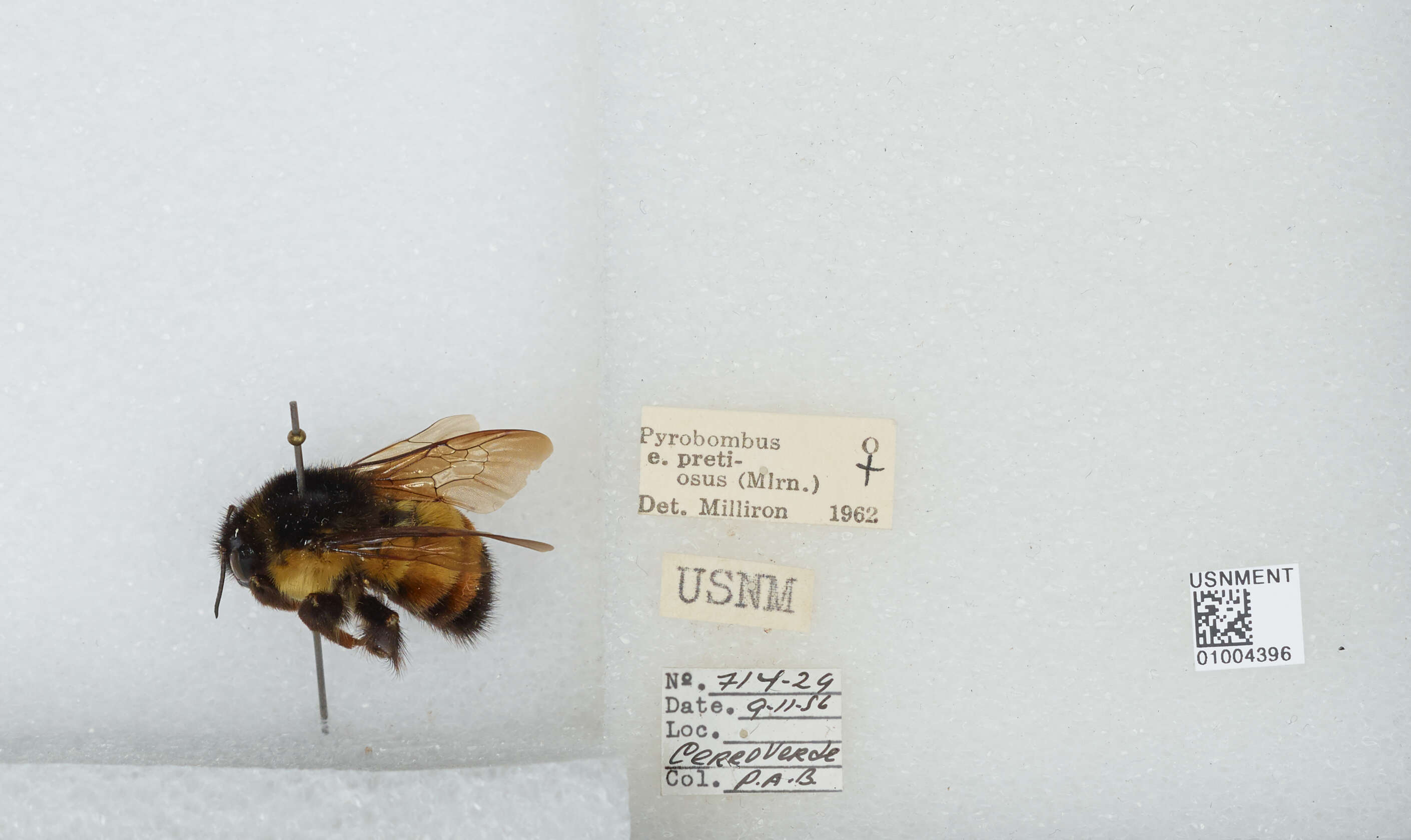 Image of Bombus ephippiatus Say 1837