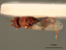 Image of Isodromus puncticeps (Howard 1885)