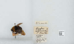 Слика од Bombus variabilis (Cresson 1872)