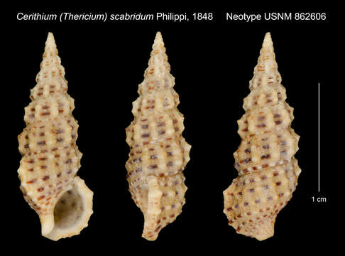 Image of Cerithium scabridum Philippi 1848