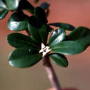Image de Rochefortia acanthophora (DC.) Griseb.