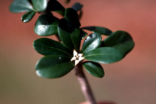 Image de Rochefortia acanthophora (DC.) Griseb.