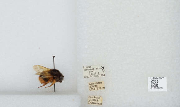 Image of Bombus flavescens Smith 1852