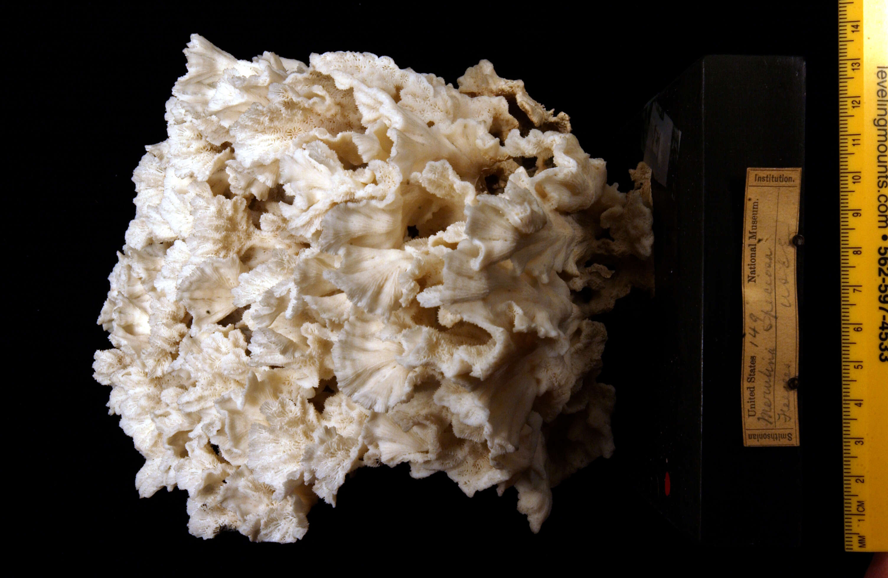 Image of Crispy Crust Coral