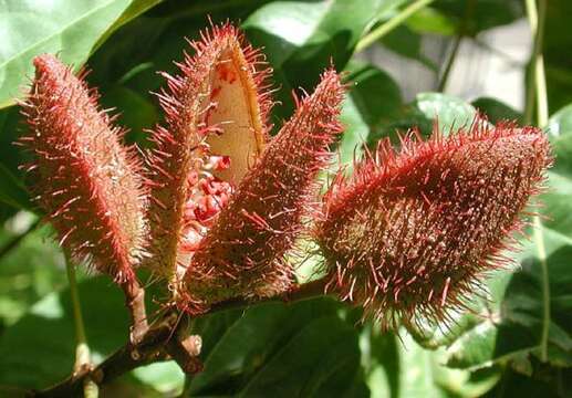 Image of Achiote