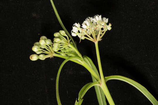 Image of Asclepias woodsoniana Standl. & Steyerm.