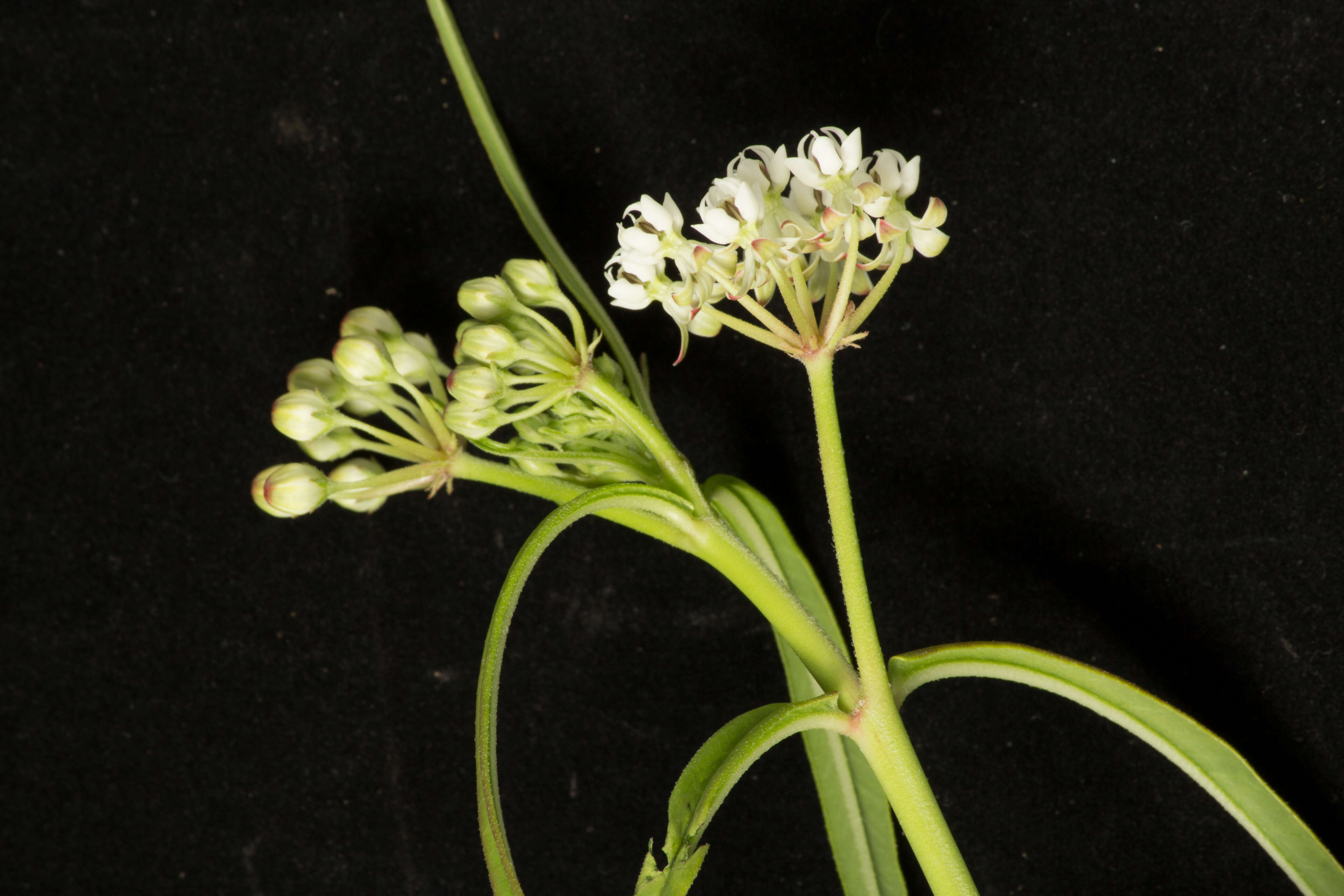 Image of Asclepias woodsoniana Standl. & Steyerm.