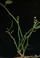 Sivun Euphorbia guiengola W. R. Buck & Huft kuva