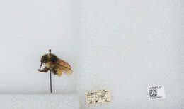 Bombus flavifrons Cresson 1864的圖片