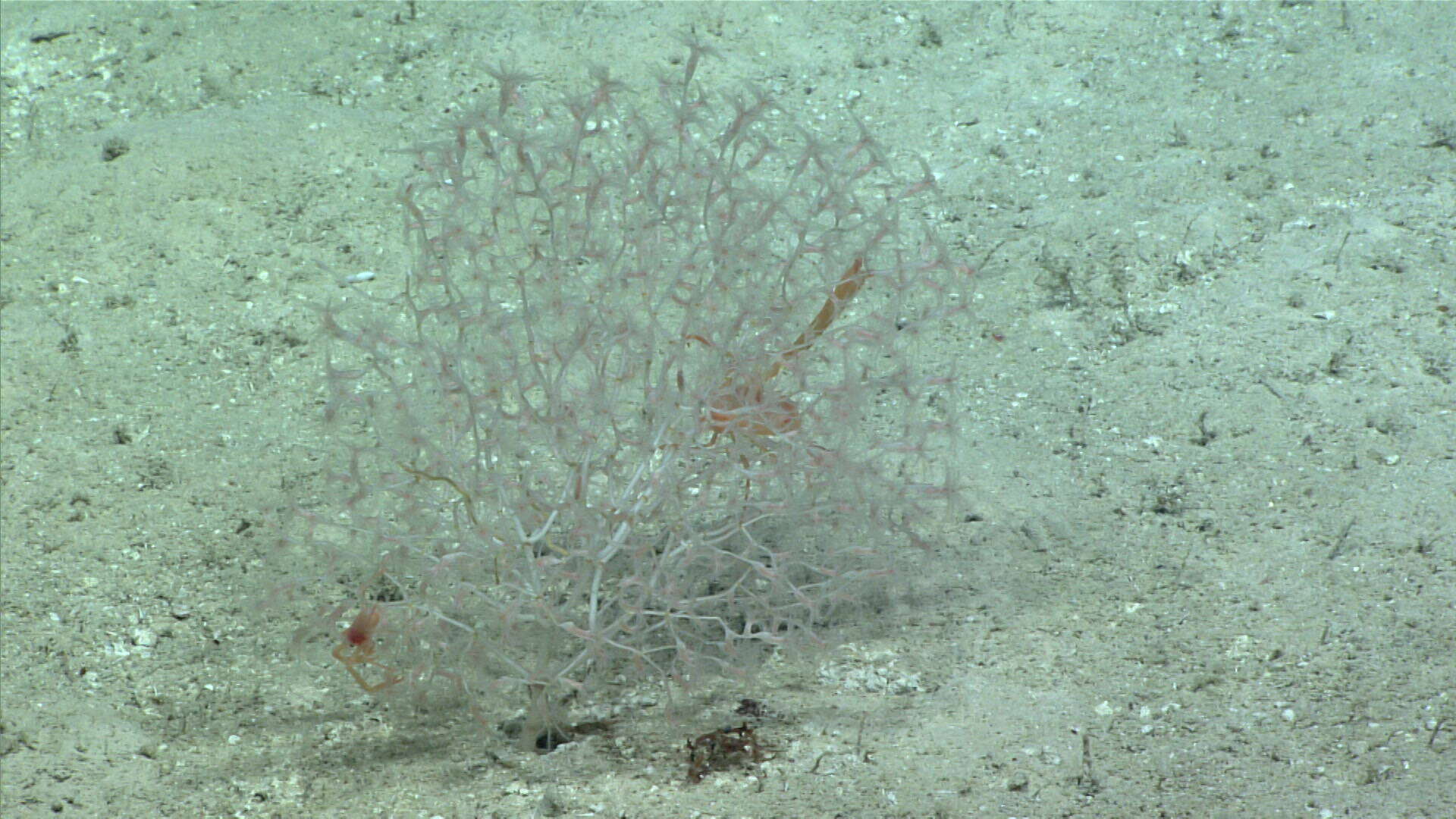 Image of Acanella aurelia Saucier & France 2017