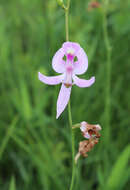 Calopogon pallidus Chapm.的圖片