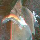 Image de Nematolampas venezuelensis Arocha 2003