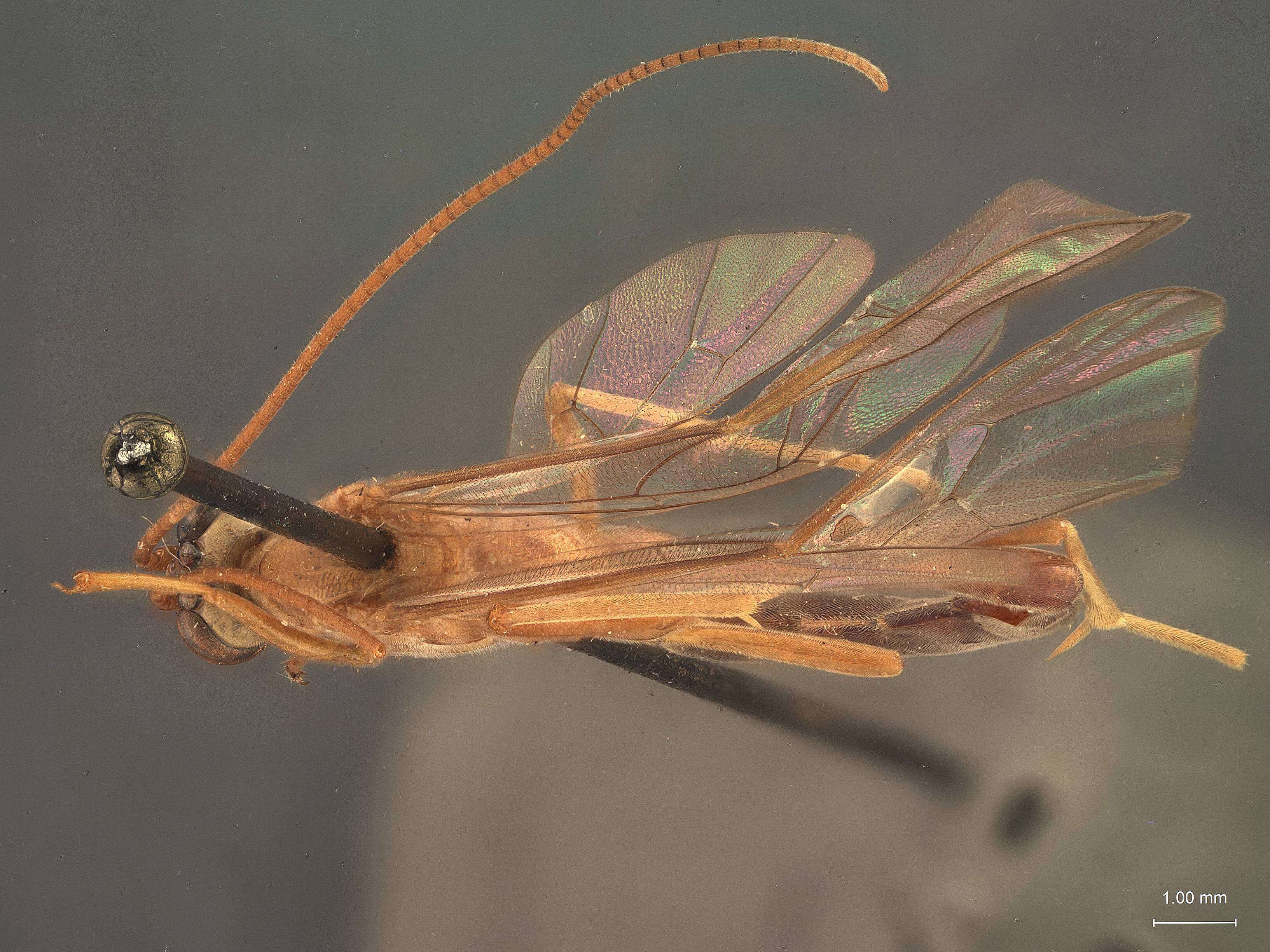 صورة Enicospilus neotropicus Hooker 1912