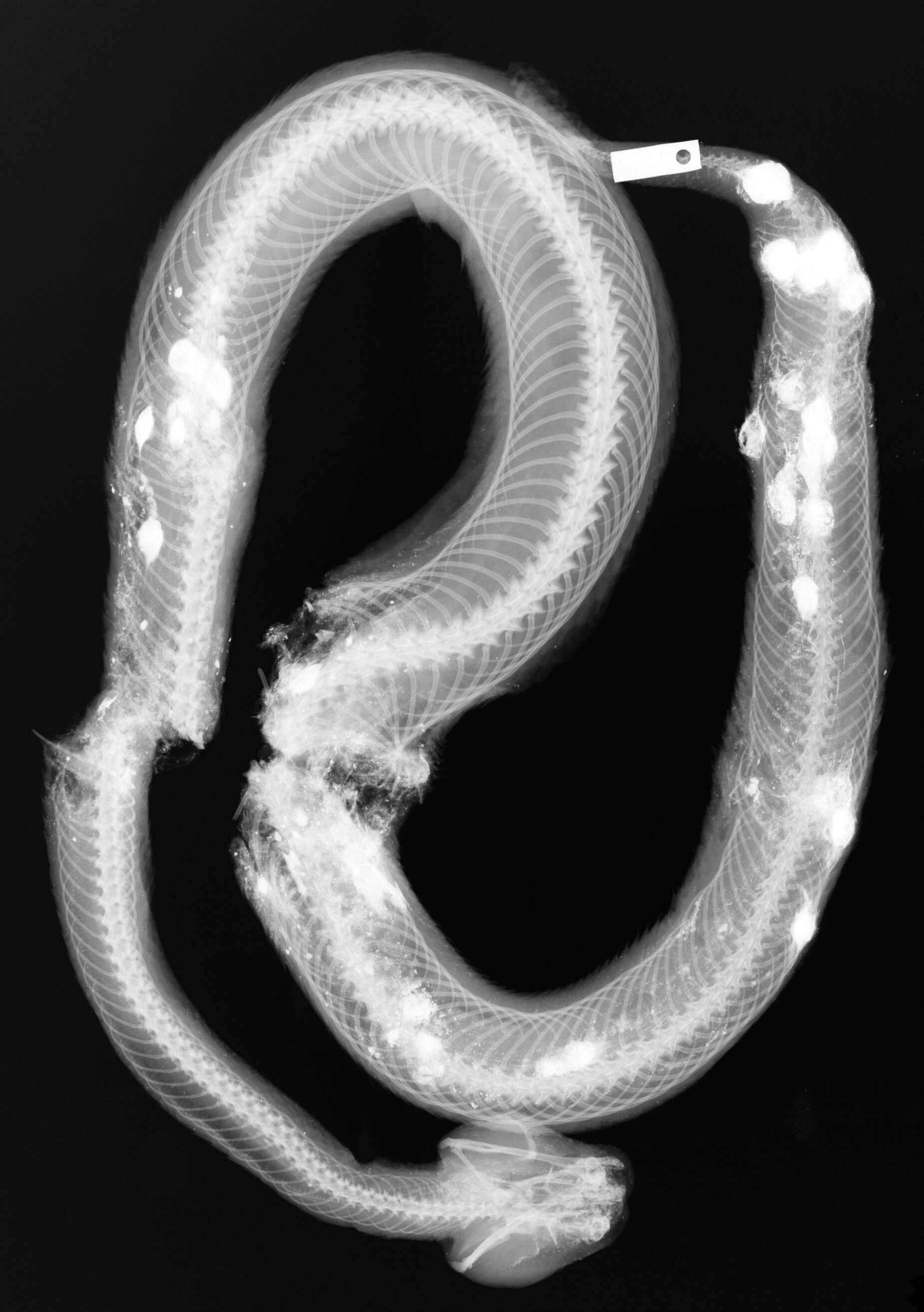 Image of Crotalus angelensis Klauber 1963