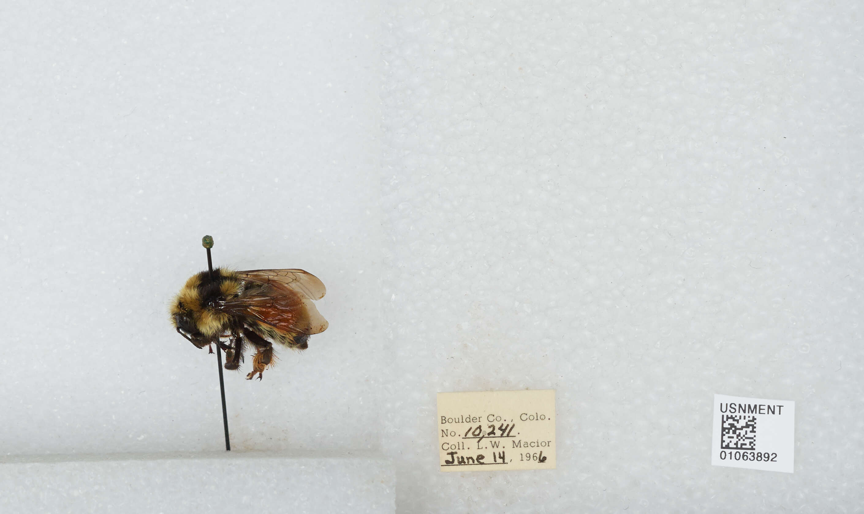 Image of Two Form Bumble Bee