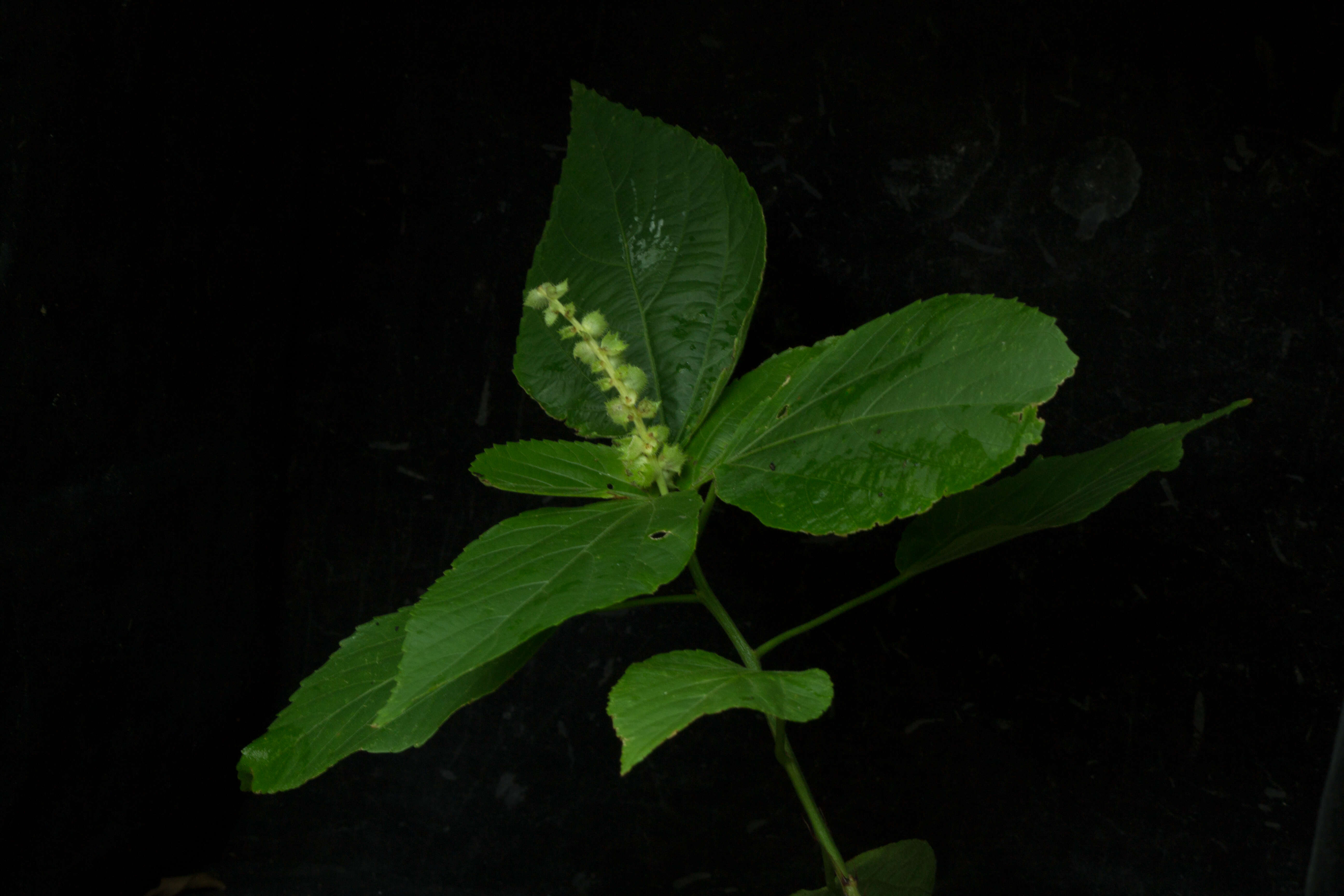 Image of Acalypha schiedeana Schltdl.