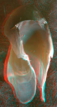 Image of arrow-finned squid