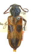 Image of Semanotus conformis (Casey 1924)