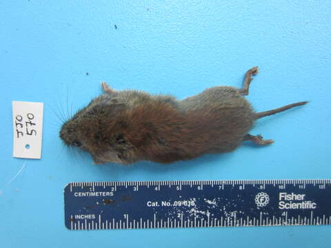 Image of Revillagigedo Island Red-backed Vole